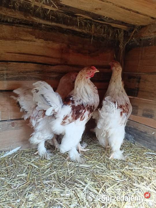 Brahma olbrzymia koguty kujawsko-pomorskie Więcbork sprzedam