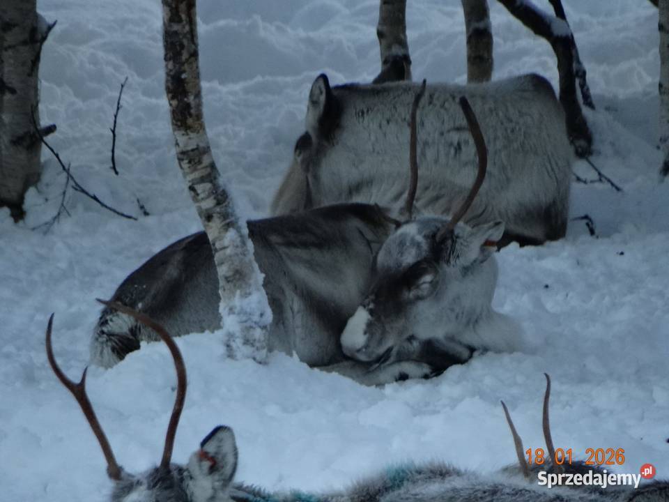 Sprzedam zamienię renifera Skandynawia Reindeer