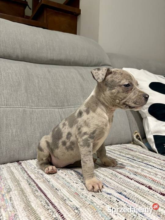 Amstaff Merle sprzedam