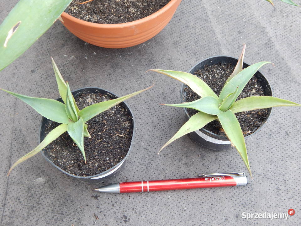Ładna agawa Agave desmettiana Jacobi sadzonka sprzedam