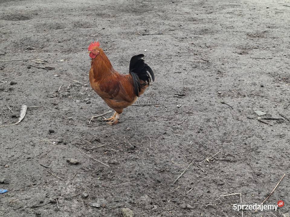 koguty z wolnego wybiegu młode Sułoszyn