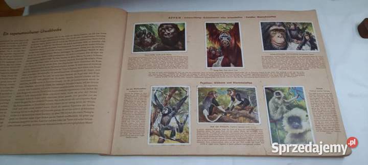 album z 1933 r Cuda świata zwierząt ssaki K26 Pozostałe