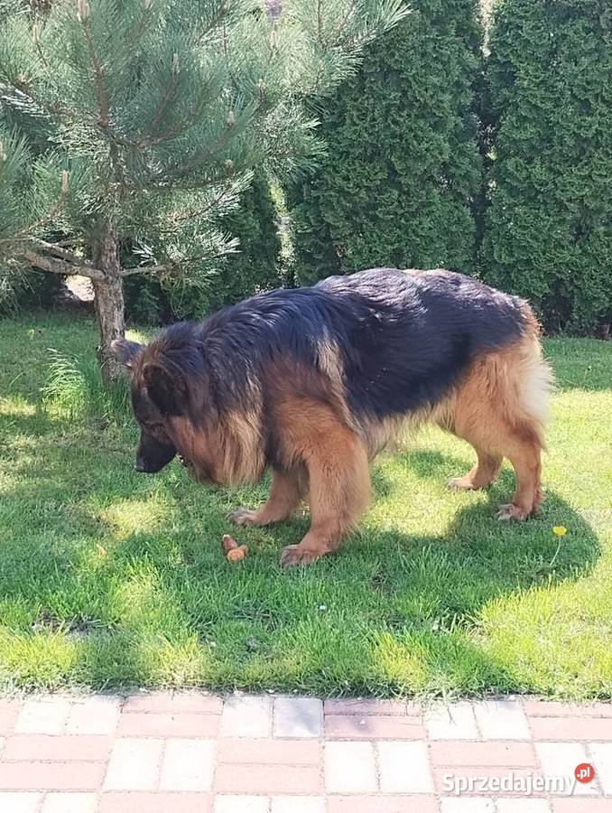 Owczarek niemiecki długowłosy szczenię Dąbrowa Chełmińska