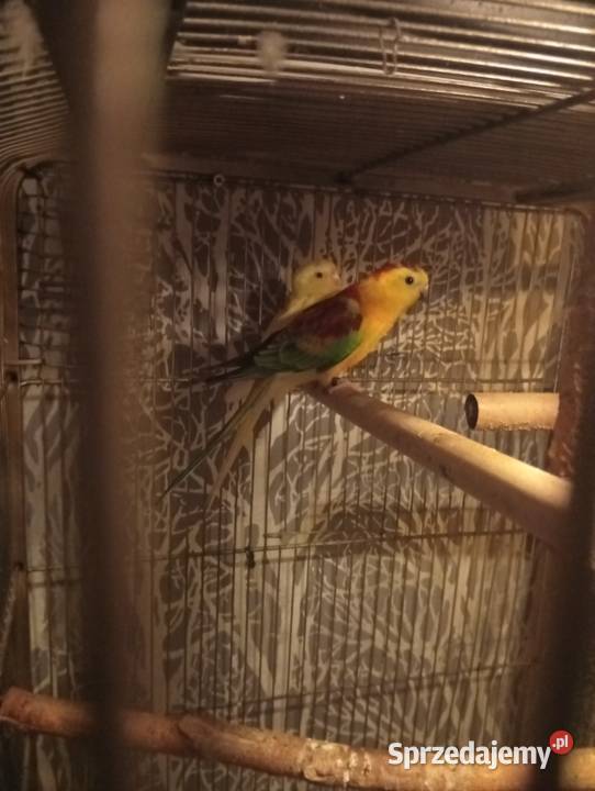 Ptaki ze zdjęcia opolskie Strzelce Opolskie