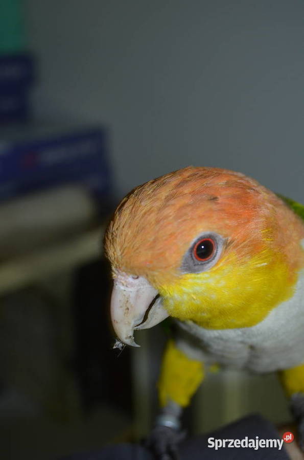 Barwinka Białobrzucha Kraków