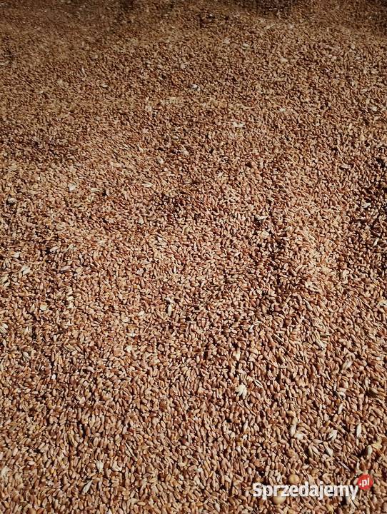 Pszenica jara Rolnictwo Grabowiec sprzedam