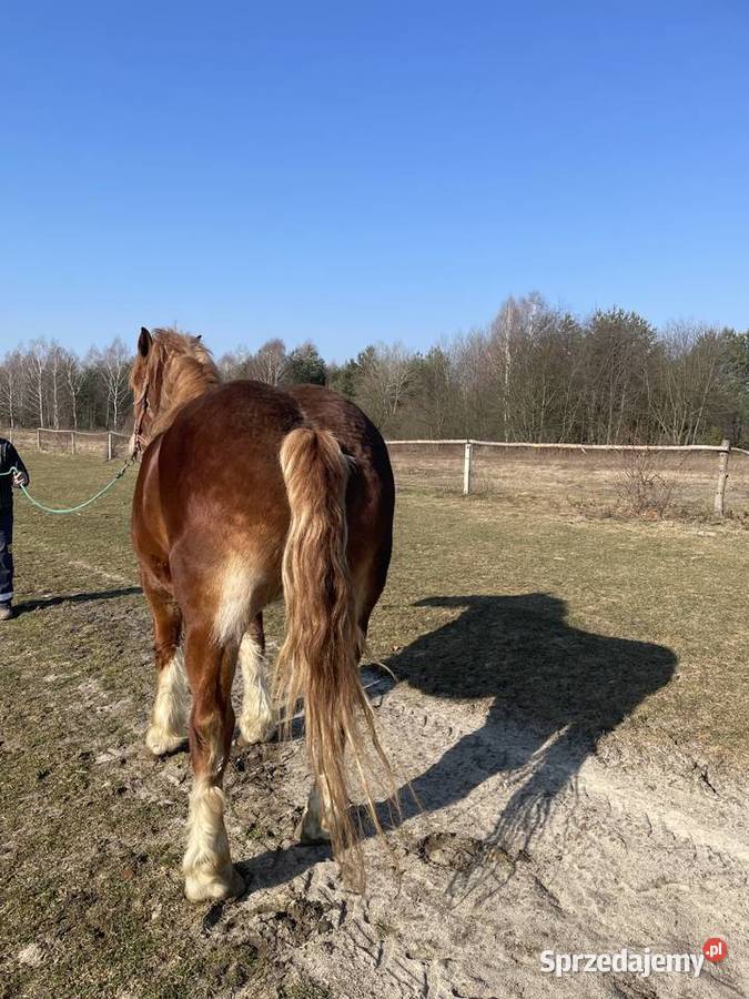 Sprzedam kobyle sokolska zimnokrwista lubelskie Gózd Lipiński