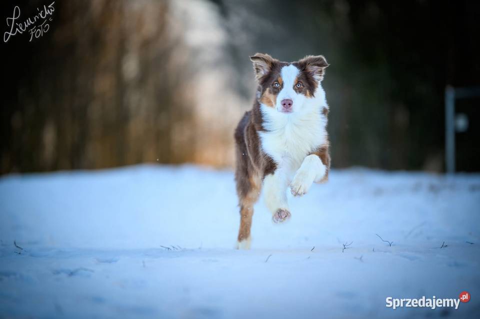 Owczarek australijski typ amerykański Pies NBT Parzęczew sprzedam