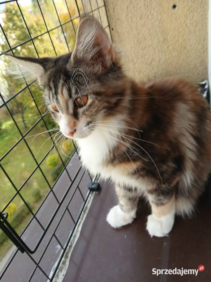 Maine coon piekna kotka śląskie Ruda Śląska