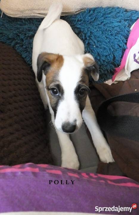 Foksterier krótkowłosy szczeniaki Opole