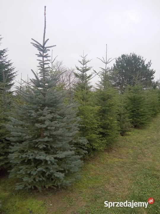 Choinki Świąteczne z plantacji Bełżyce