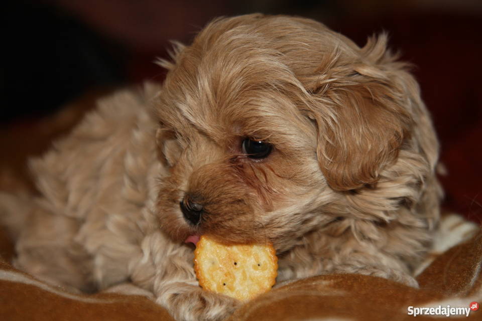 Maltipoo maltanczyk pudel toy piesek