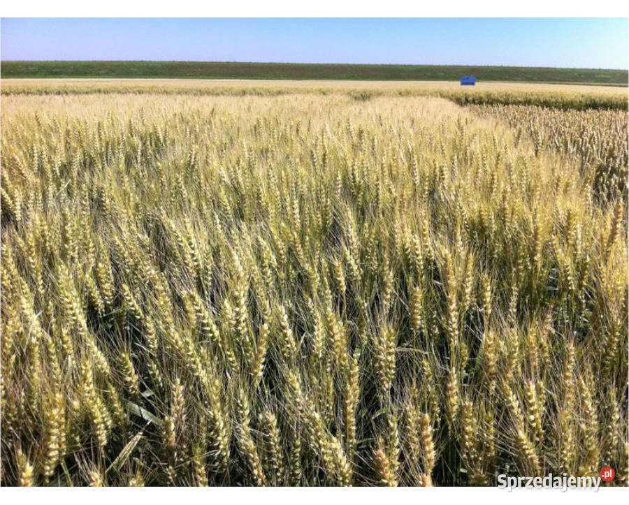 Pszenica jara kwalifikowana C1 QUINTUS ostka na mazowieckie Radom