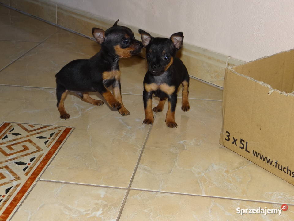 Ratlerek miniaturka piesek 8 tygodni Wierzbica