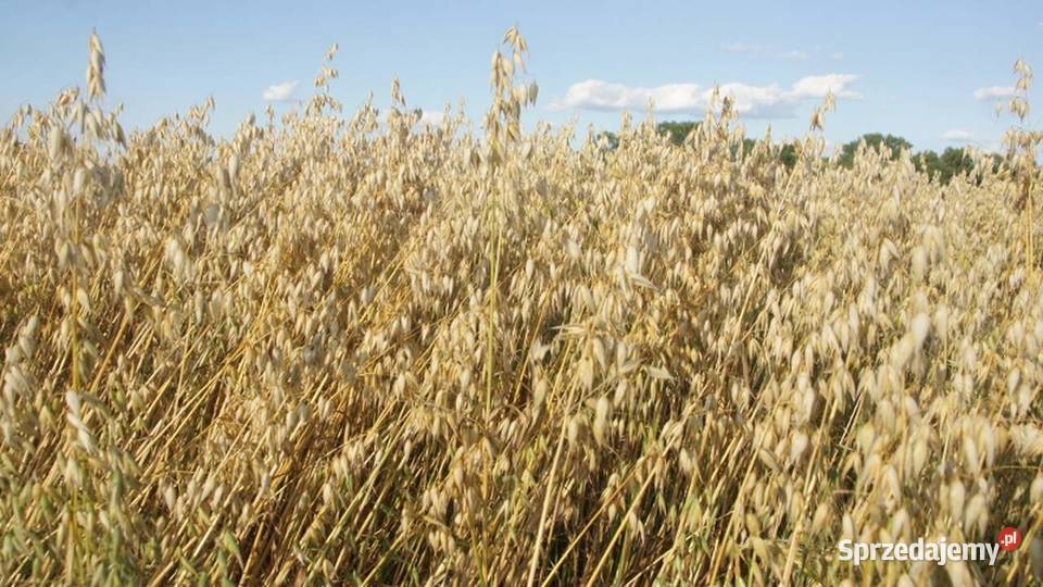Sprzedam owies jary Reflex C1 100 Stara Kornica