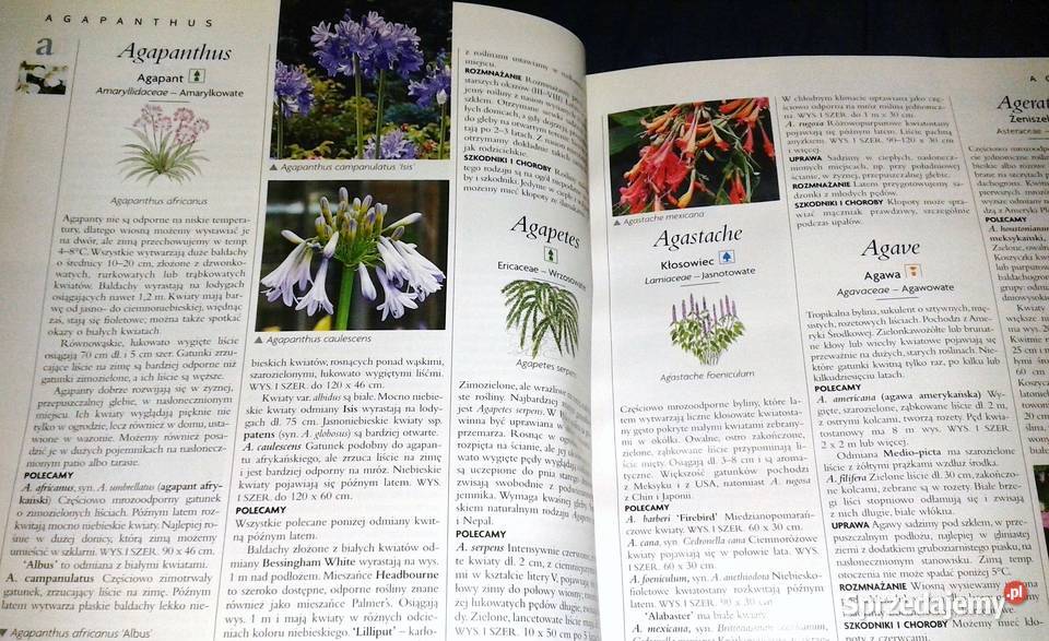 Ilustrowana encyklopedia roślin Dom balkon taras Chełm