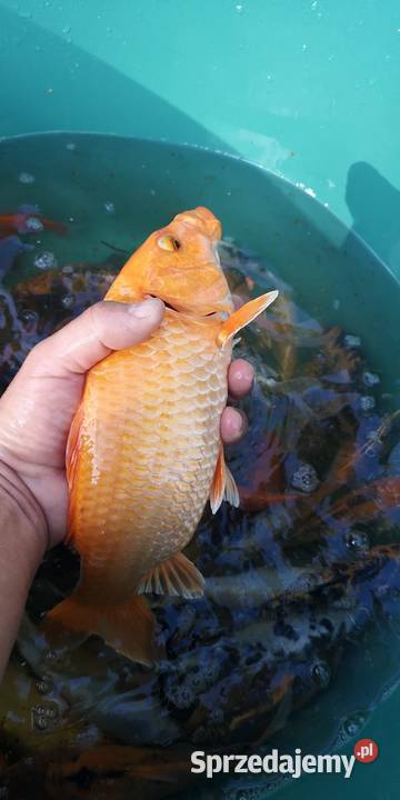 Narybek karpia Koi Końskie