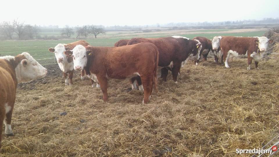 Bydło Hereford Buhaj Jałówki Odsadki Krowy Strzelce-Kolonia sprzedam