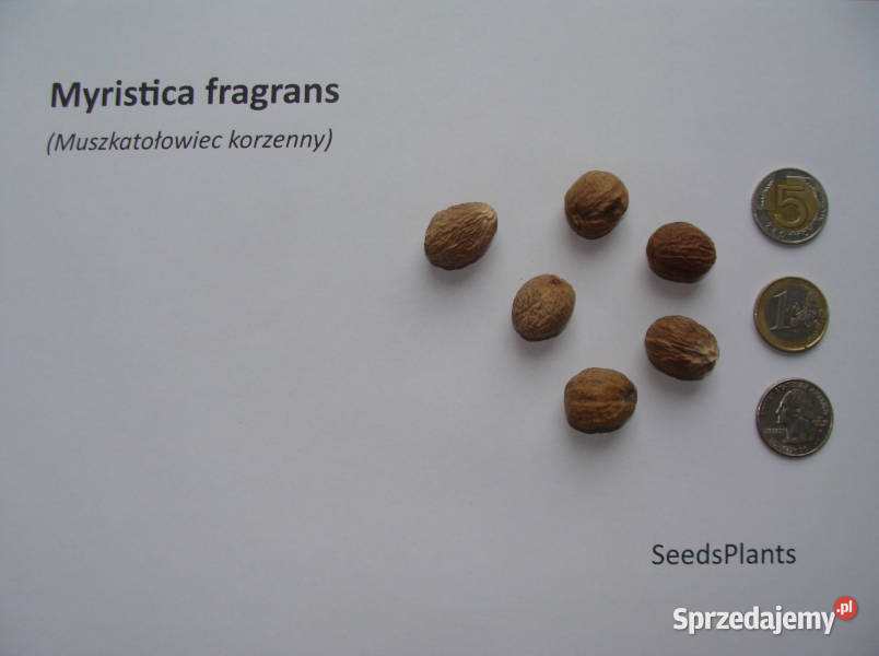 MUSZKATOŁOWIEC KORZENNY Myristica fragrans