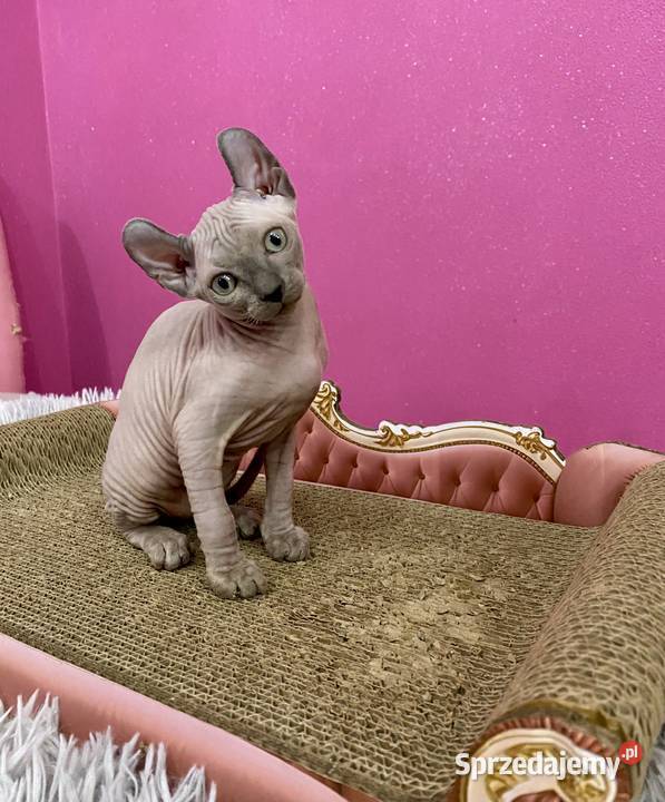 Sfinks elf księżniczki łyse Rodowód