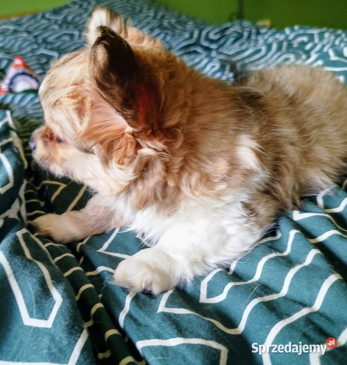 Maleńka sunia chihuahua