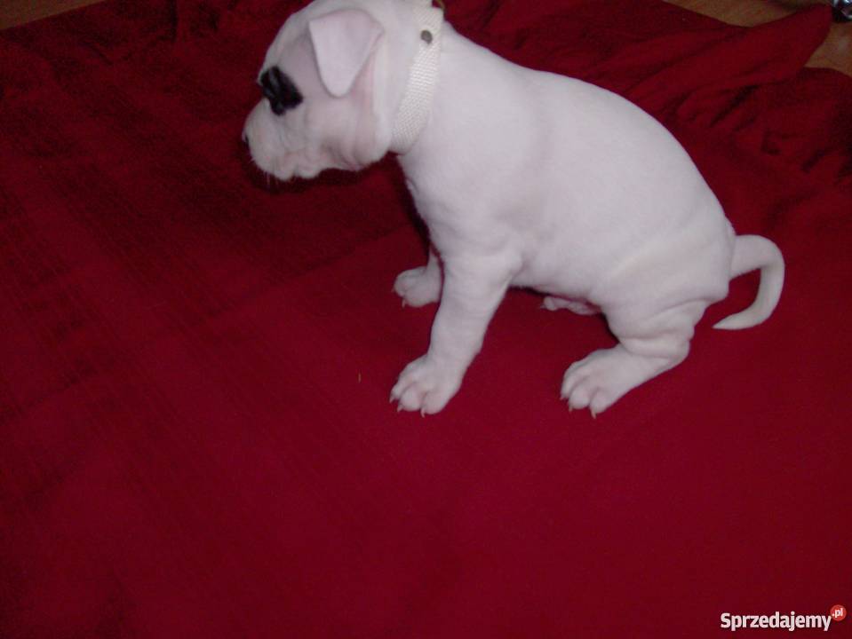 Mocne szczeniaki Amstaff Brzeg