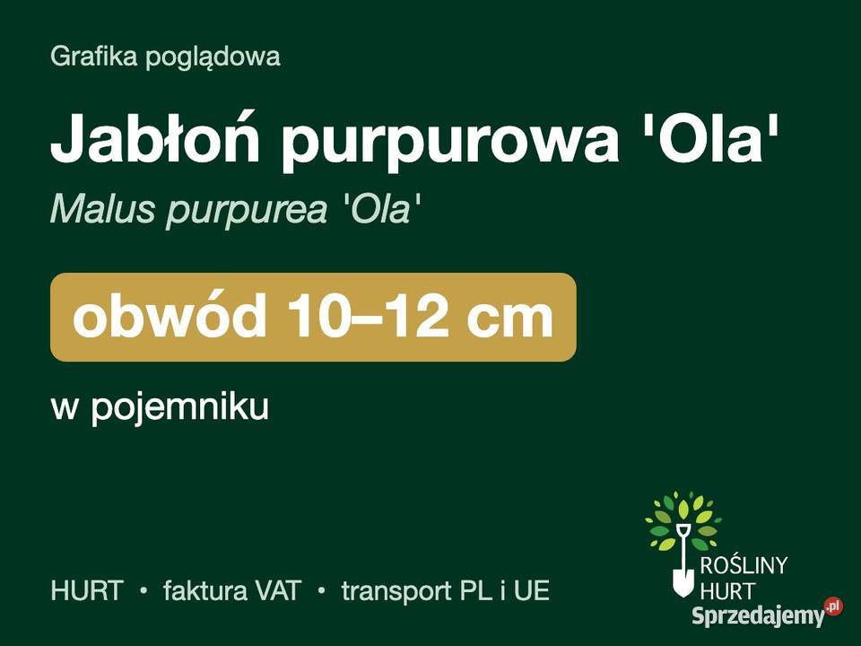 Jabłoń purpurowa Ola obwód 1012 w pojemniku HURT wielkopolskie