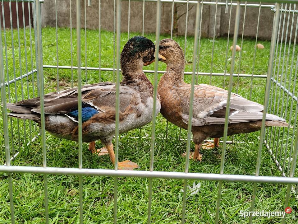 Kaczki kaczuszki call duck Łask