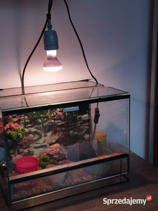 Pan Gekon mały słodki aligator Racibórz