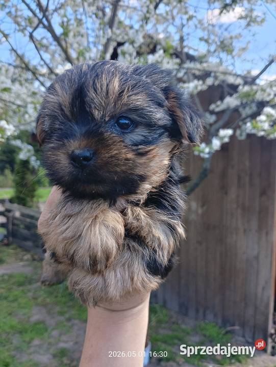 Yorkshire terrier dziewczynka śląskie Mochała sprzedam