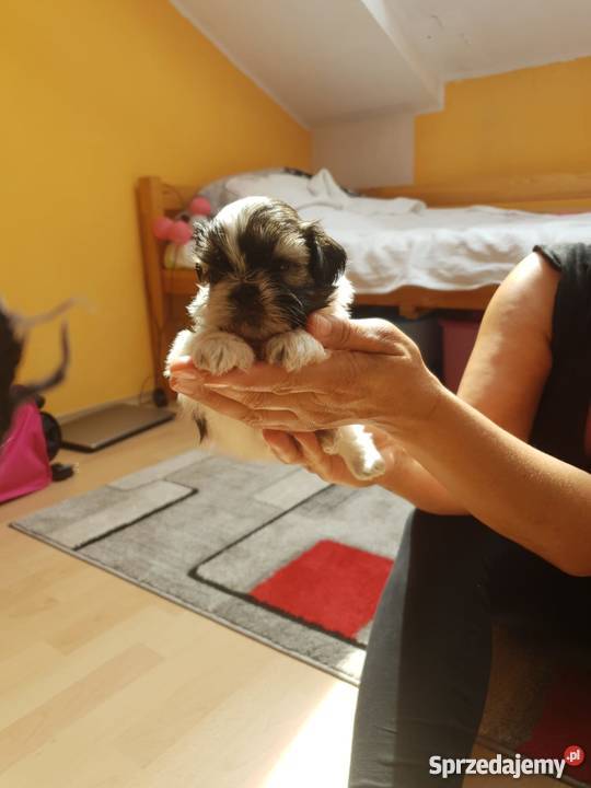 Sliczne Pieski Shih Tzu
