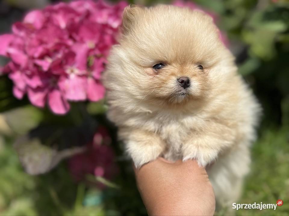 Szpic miniaturowy Pomeranian 700g Boo Gdańsk