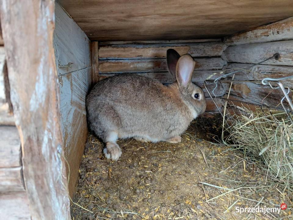 Sprzedam króliki samce Rolnictwo Urszulin
