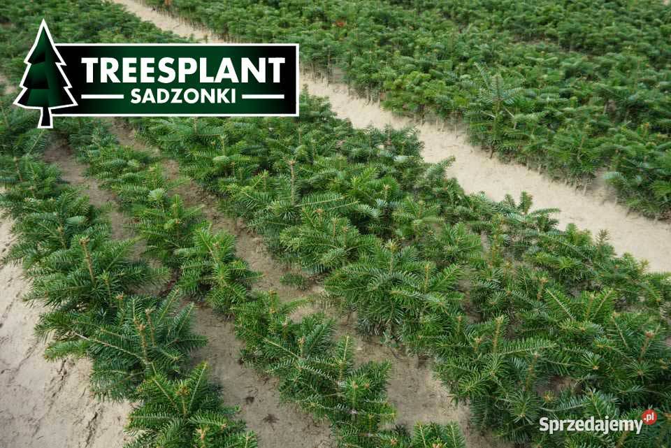 Jodła Kaukaska Sadzonki 22 4latki Świerk srebrny Leśnictwo sprzedam