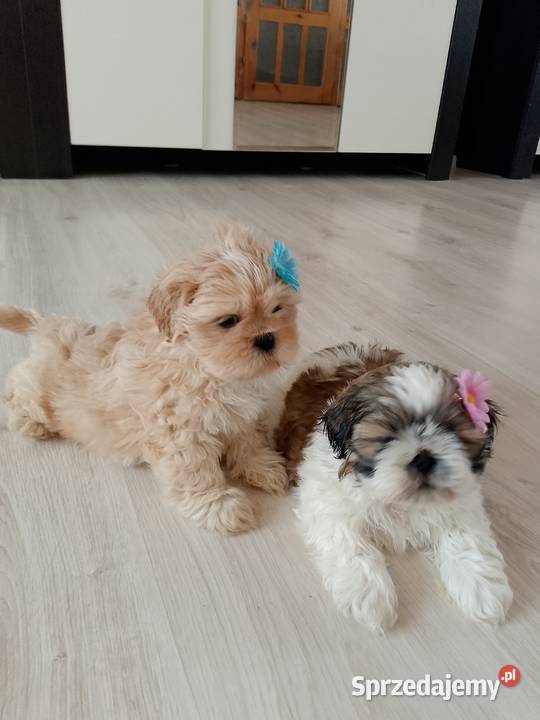 DO ODBIORU suczka ShihTzu tricolor opolskie Namysłów sprzedam