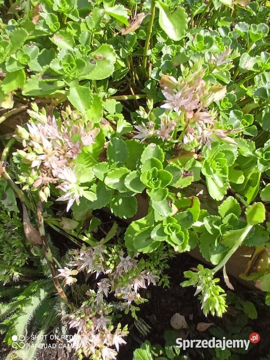 Rozchodnik kaukaski na skalniak do donic Nowy Sącz