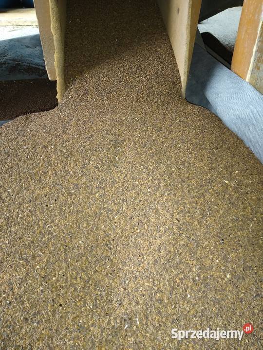 Facelia błękitna Pozostałe łódzkie