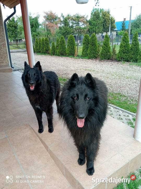 Owczarek belgijski groenendeal małopolskie Tarnów