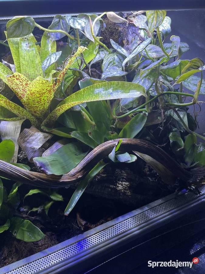 Terrarium z żabami Dendrobates Auratus Warszawa sprzedam
