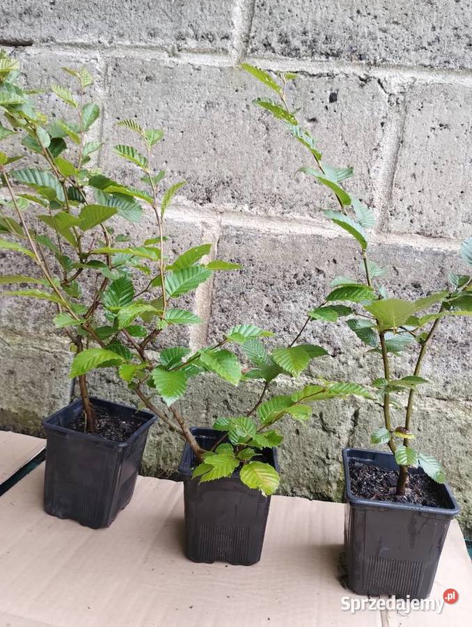 Grab pospolity sadzonki w doniczkach Carpinus małopolskie