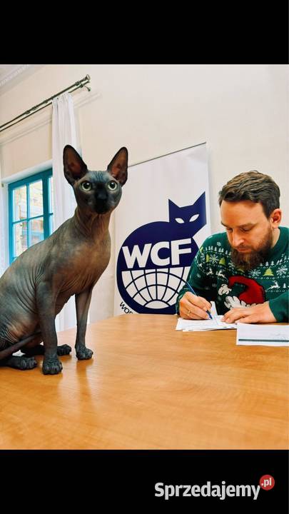 Sfinks kanadyjsky Grodzisk Mazowiecki