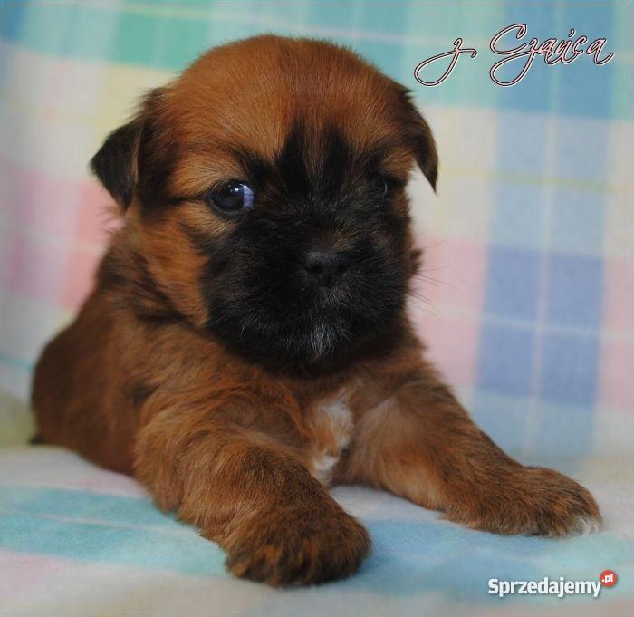 Lhasa Apso mniej znany kuzyn Shih Tzu rodowodowe Wrocław