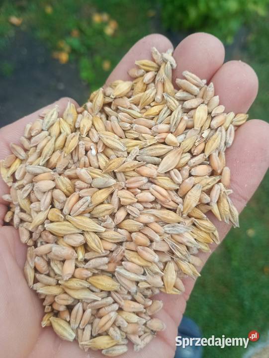 Mieszanka zbożowa Produkcja roślinna Jędrzejów