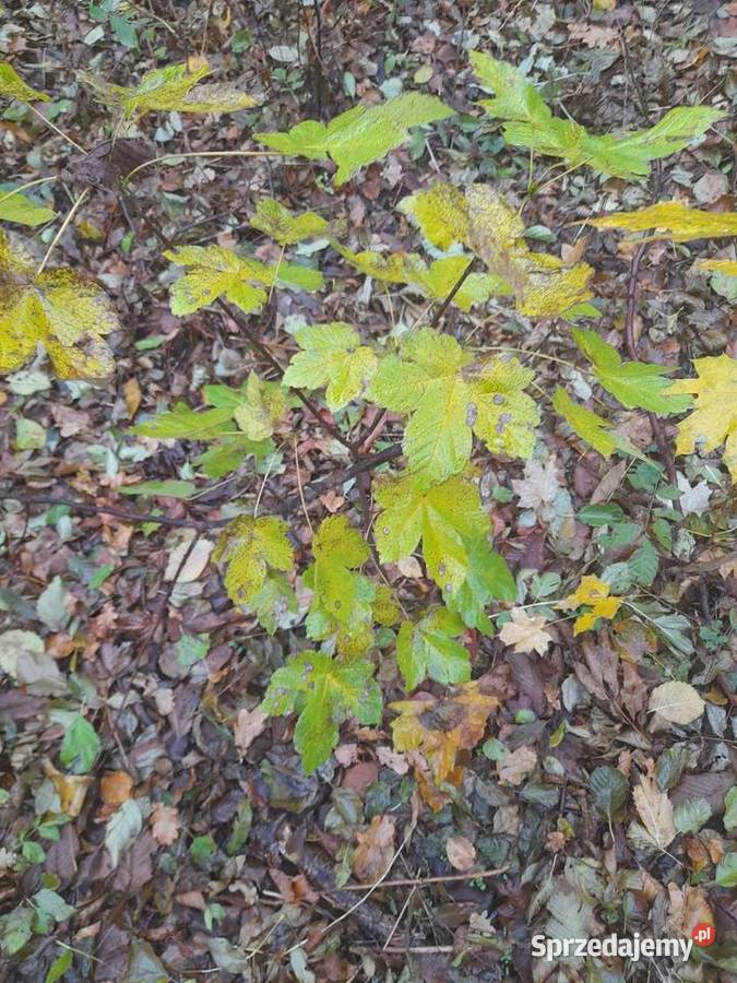 Sadzonki sosny dąb wielkopolskie Konin