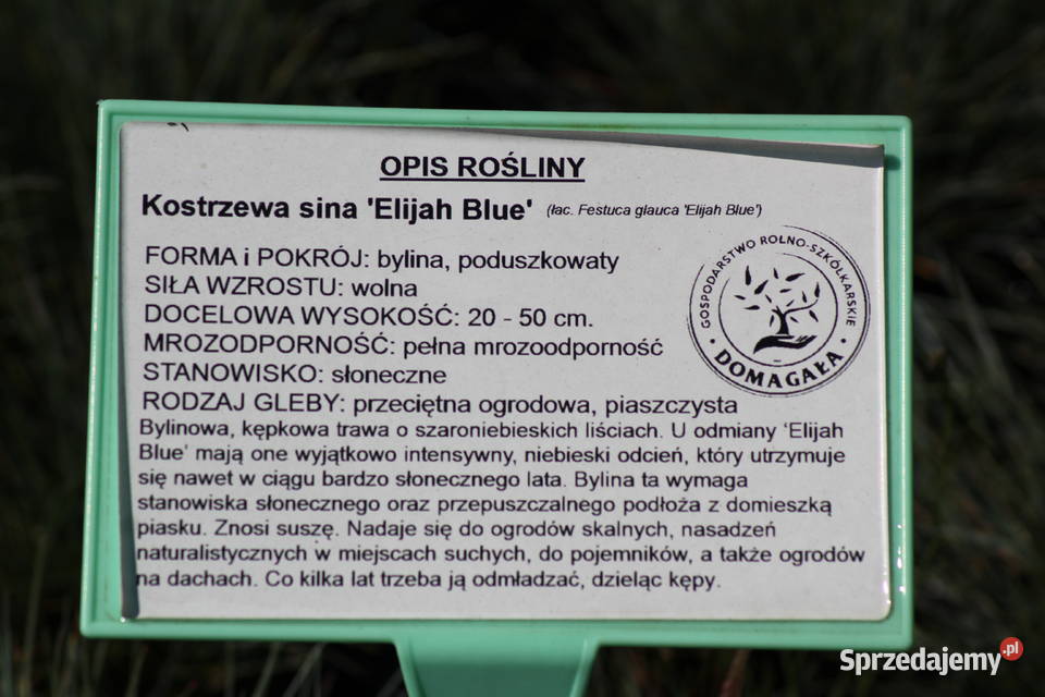 Kostrzewa sina Elijah Blue Imbramowice