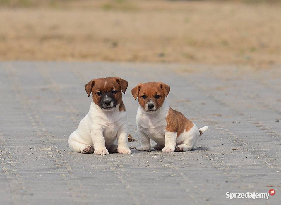 Szczenięta rasy Jack Russell terrier Radziejów