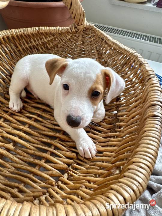 Wyjątkowy Jack Russell Terrier Rodowód Pasja i Poznań