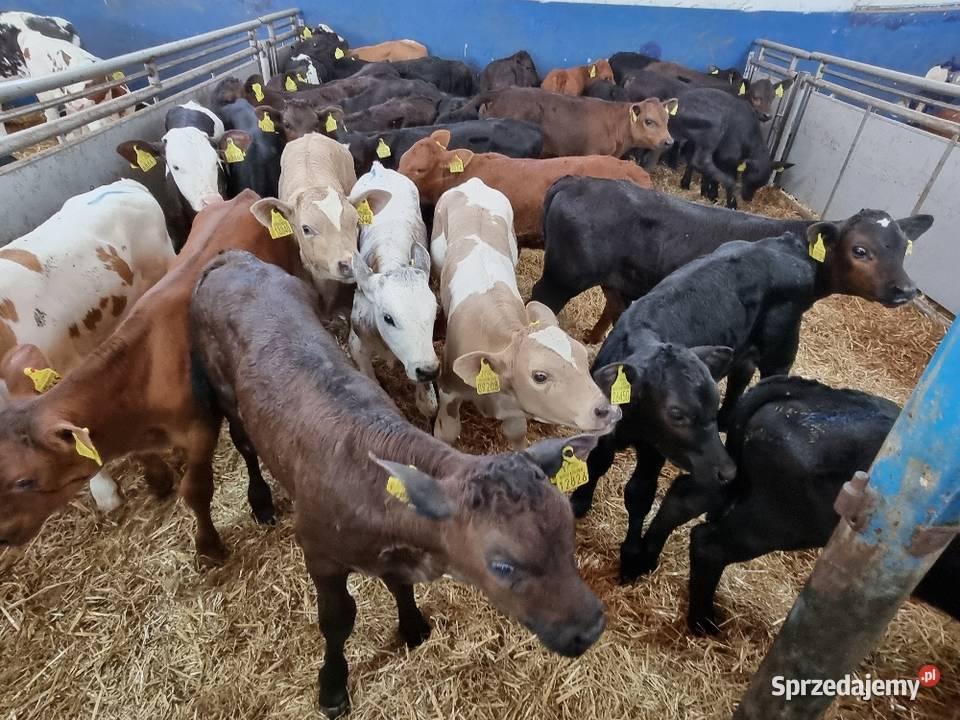 Byczki Jalowki Mięsne SM LM angus MM Ostrów Wielkopolski