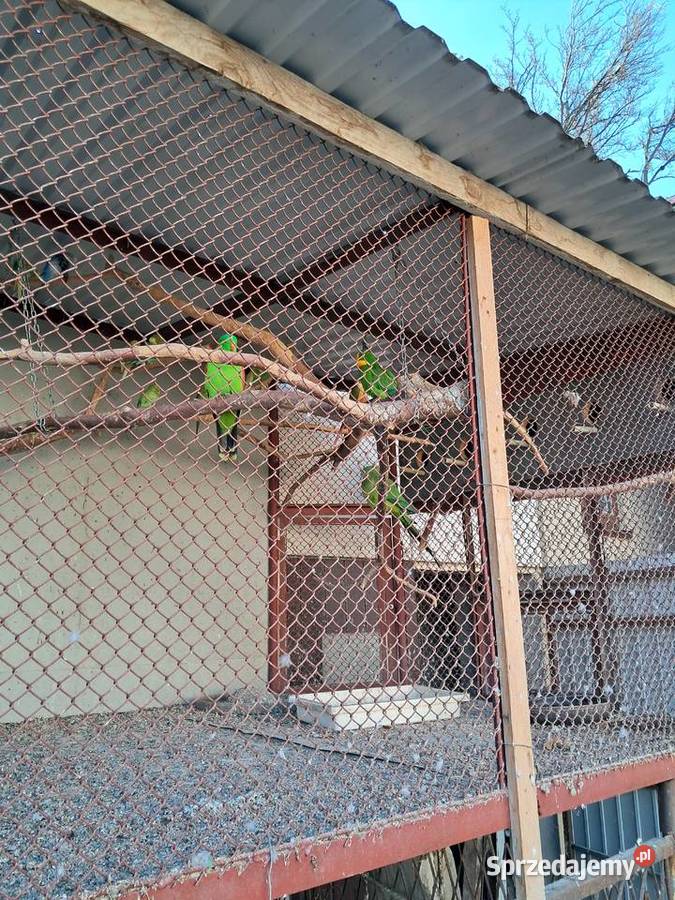 Sprzedam papugi barabandy aleksandrety zeberki Pińczów