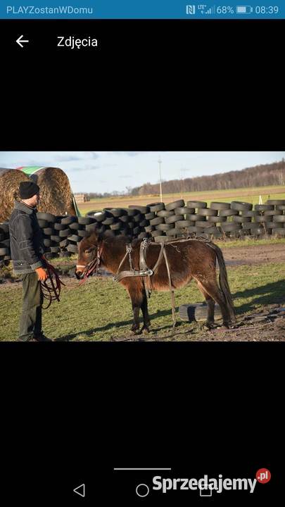 Sprzedam muly Kościan